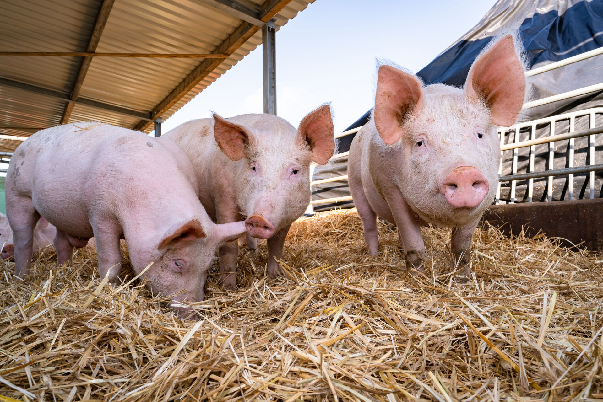 Nachhaltige Schweineproduktion