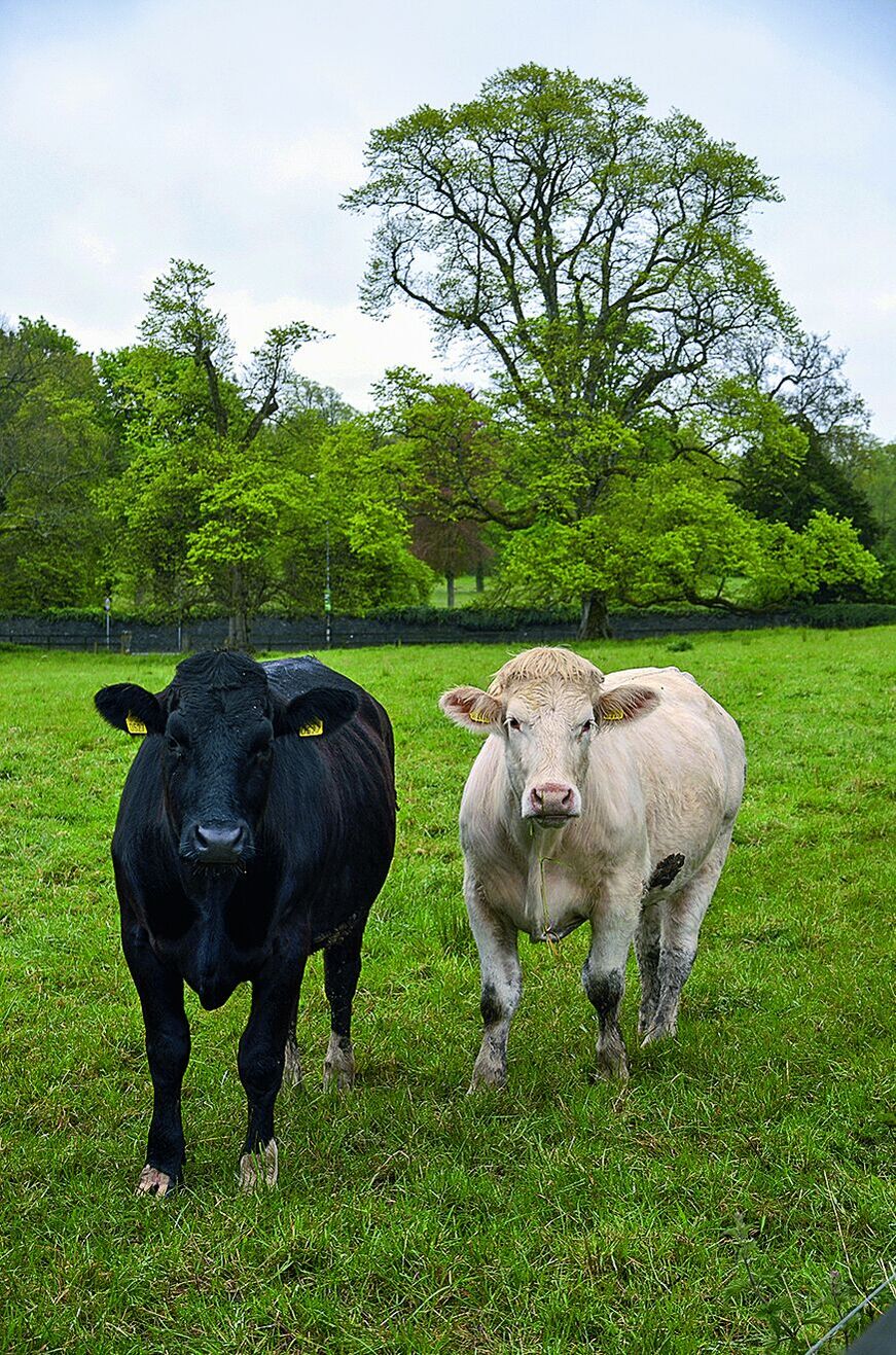 Zwei Rinder auf einer Weide