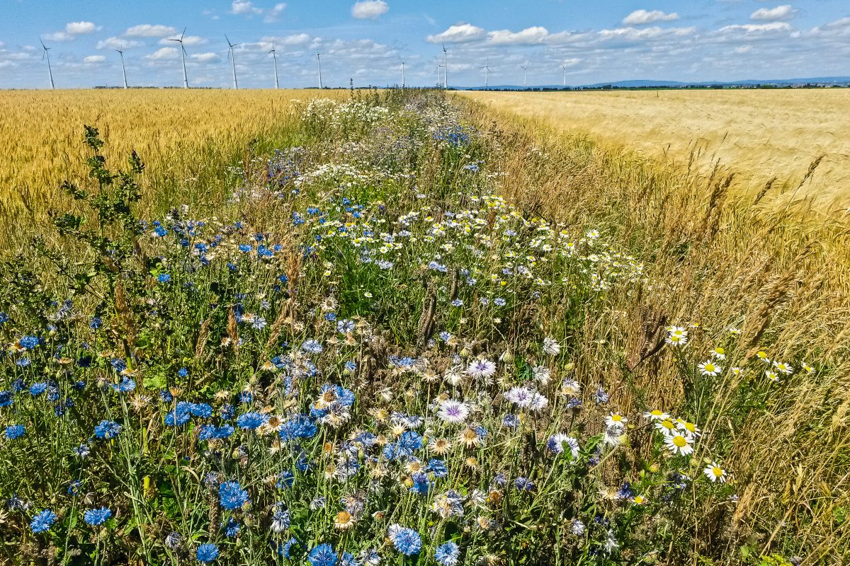 Blühfläche bzw. Blühstreifen