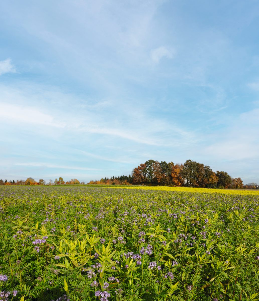 Eine Blühfläche mit Phacelia
