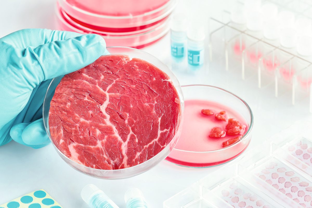 Fleisch in einer Petrischale im Labor