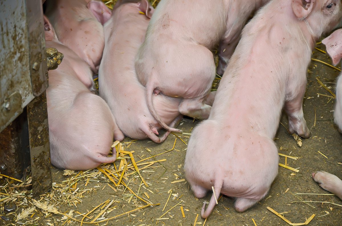 Ferkel mit Ringelschwänzen im Stall
