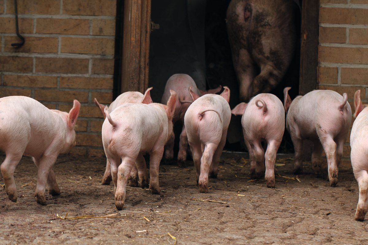 Ferkel mit Ringelschwanz laufen in ein Stallgebäude