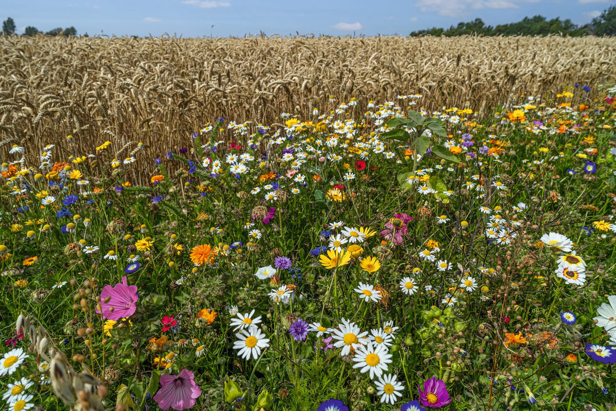 Biodiversität