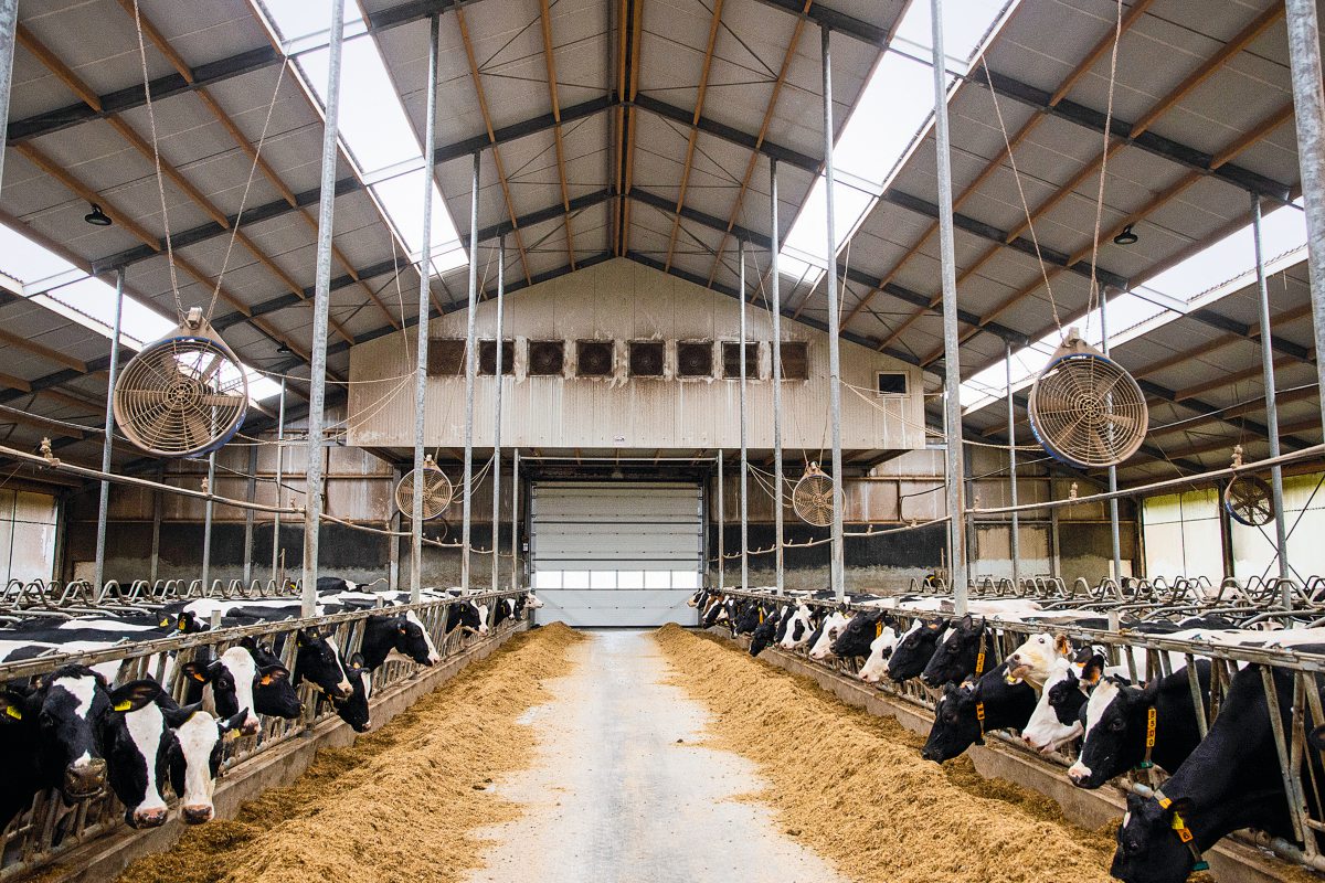 bilck auf den Futtertisch eines Milchviehstalls