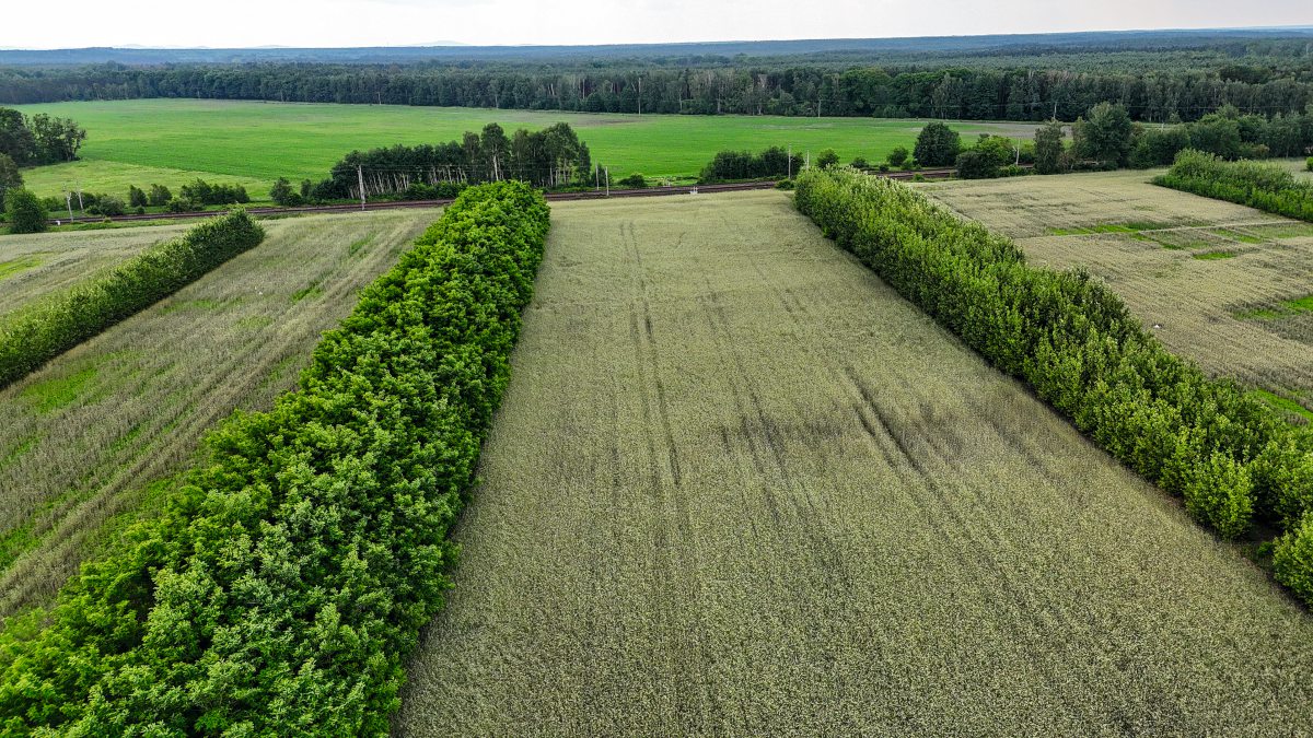 Agroforstwirtschaft