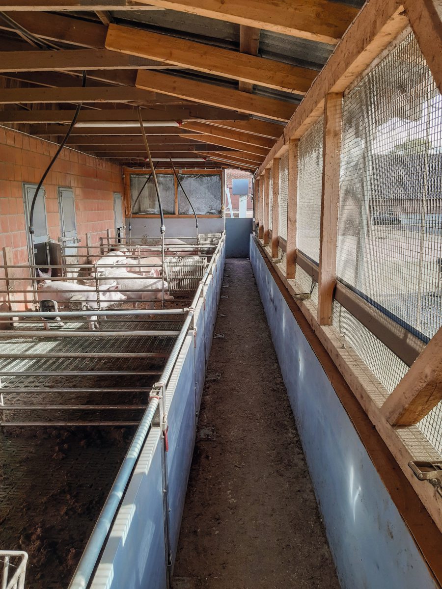 Ein Schweinestall mit überdachten Außenbuchten.