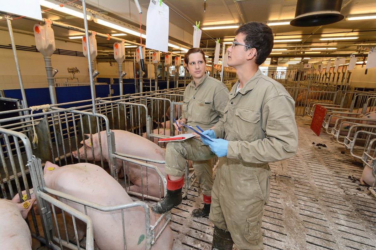 Zwei Personen stehen in einem Sauenstall. Die Schweine sind in Kastenständen