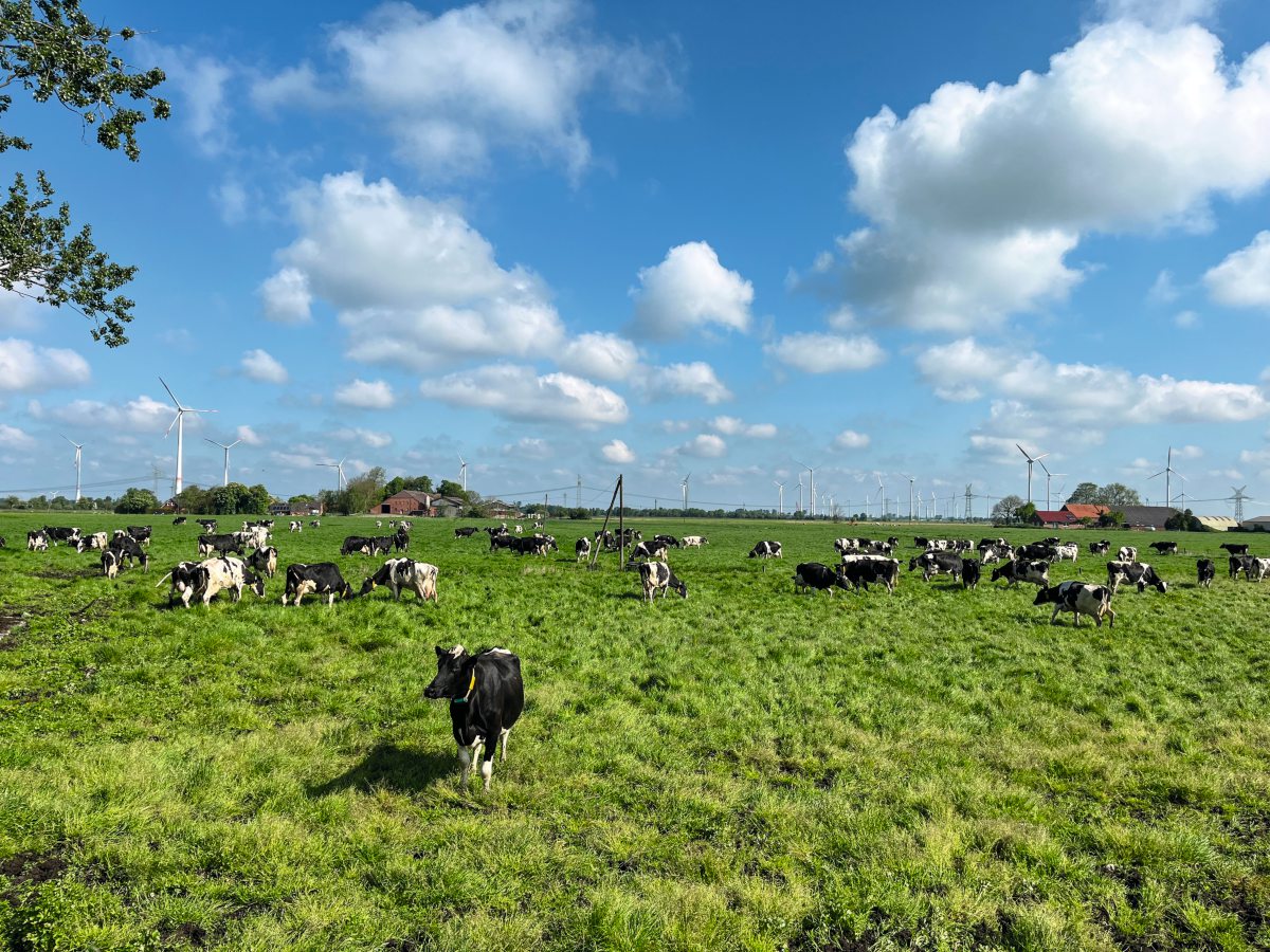 Eine Herde Milchkühe steht auf einer Weide