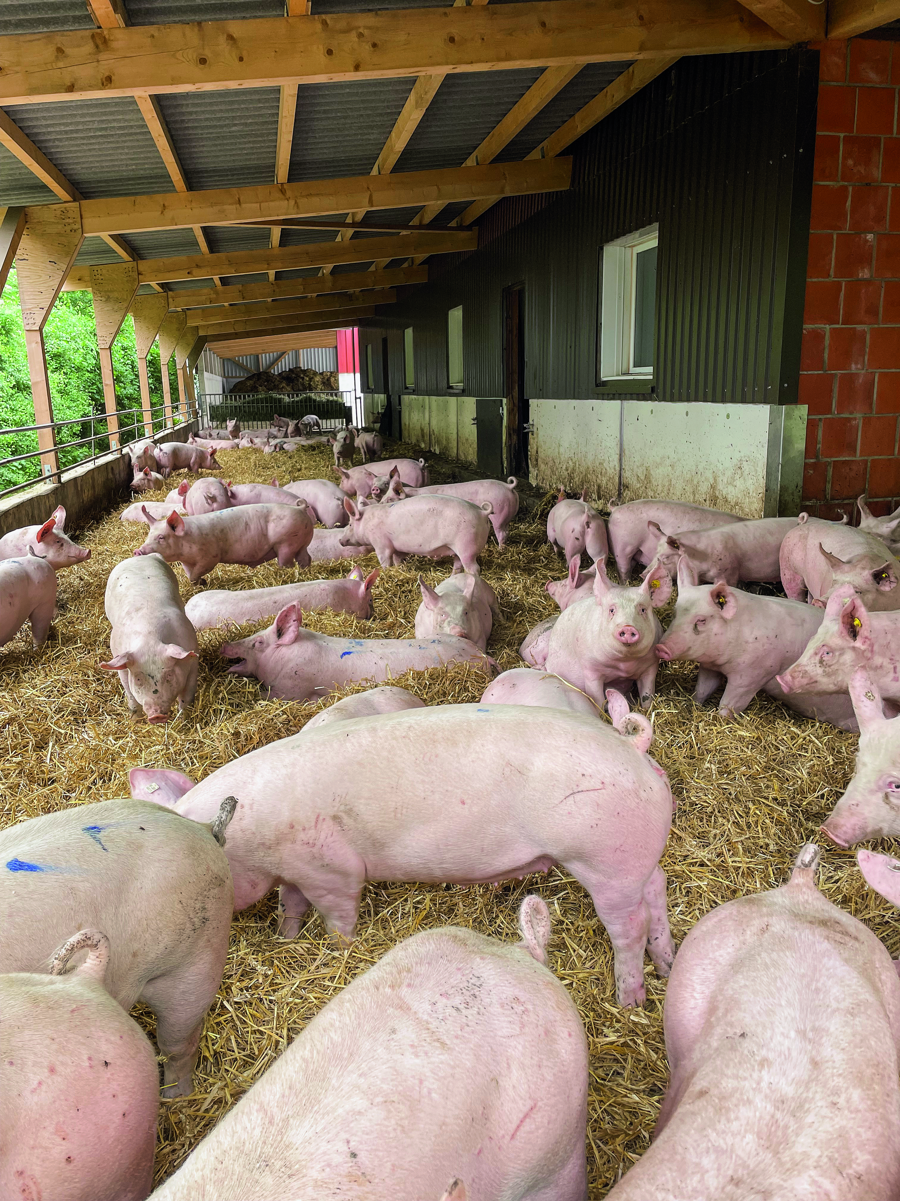 Schweine auf Stroh in einem Tierwohlstall