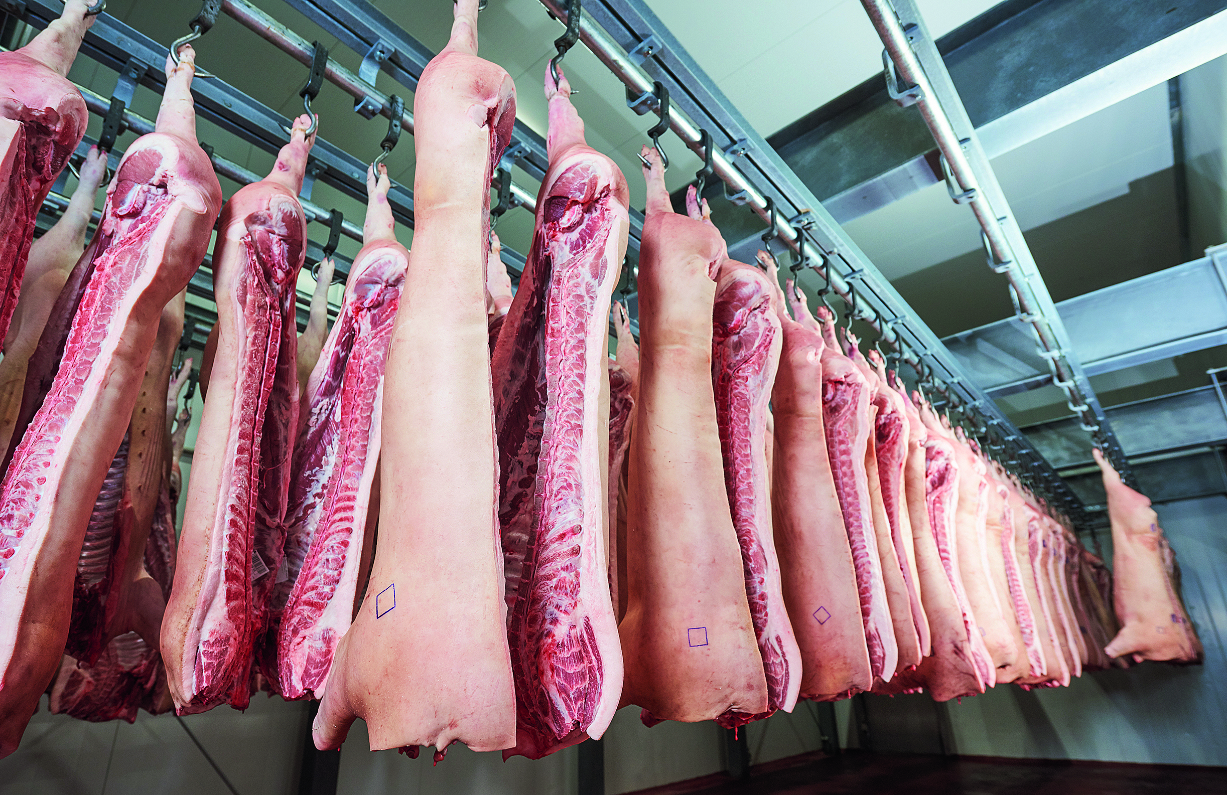 Schweinehälften im Schlachthof