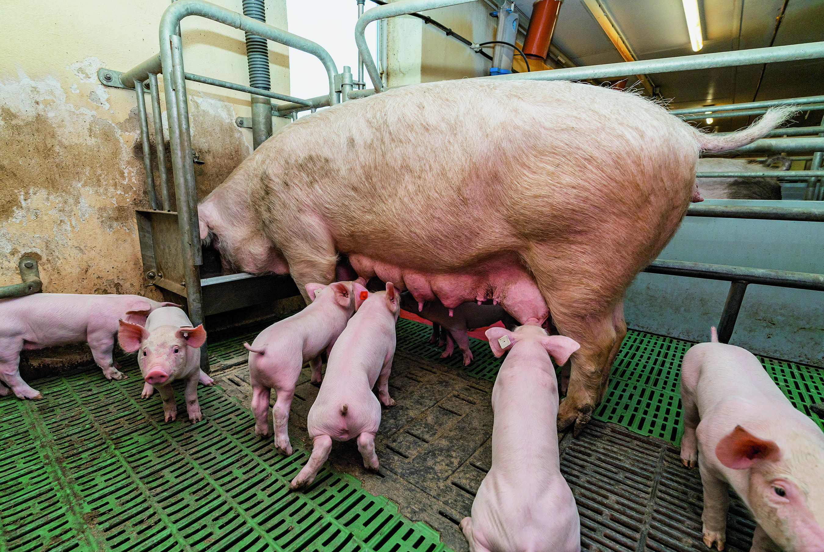 Eine Sau in der Bucht beim Fressen. Um sie herum stehen ihre Ferkel