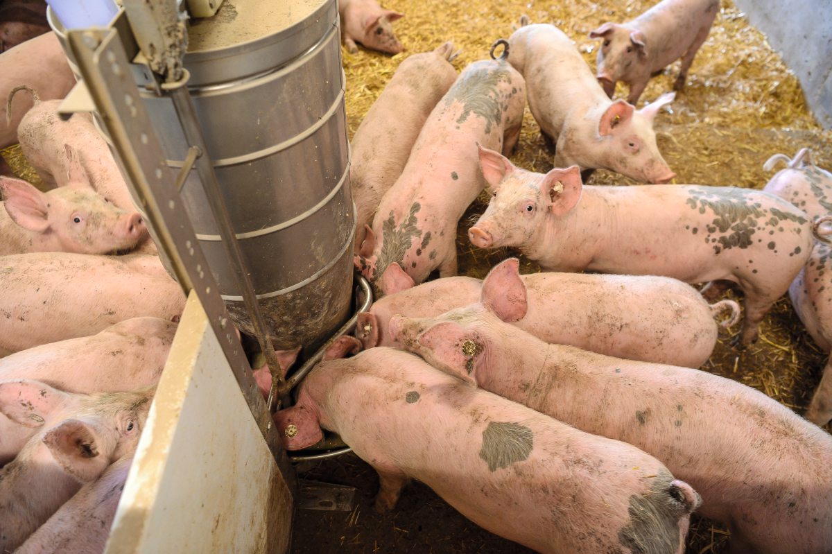 Schweine beim Futter 