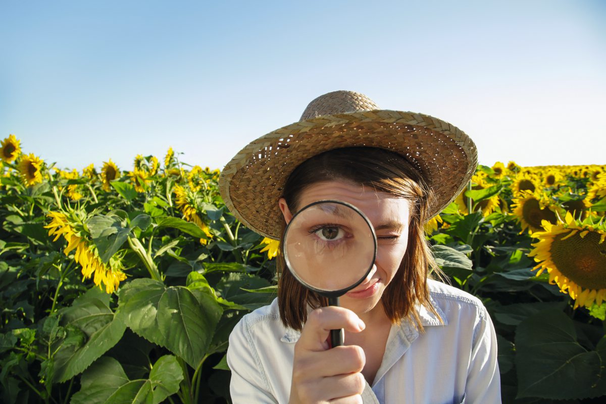 Frau mit einer Lupe steht vor einem Sonnenblumenfeld