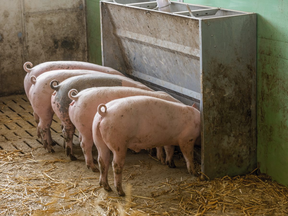 Schweine fressen am Trog