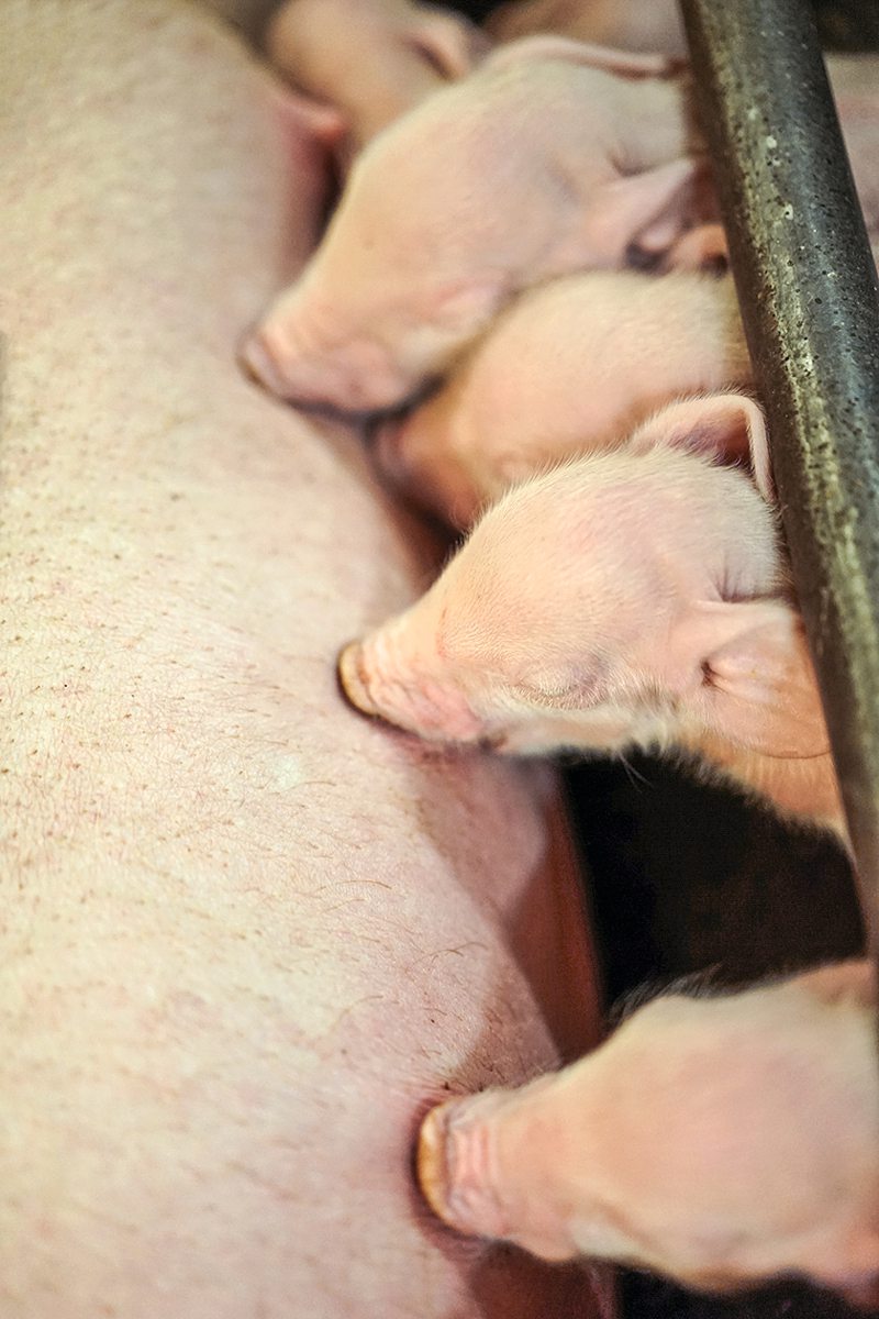 Neugeborene Ferkel säugen