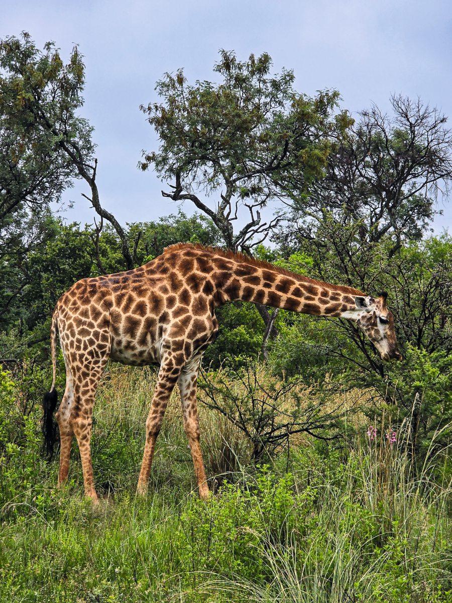 Giraffe