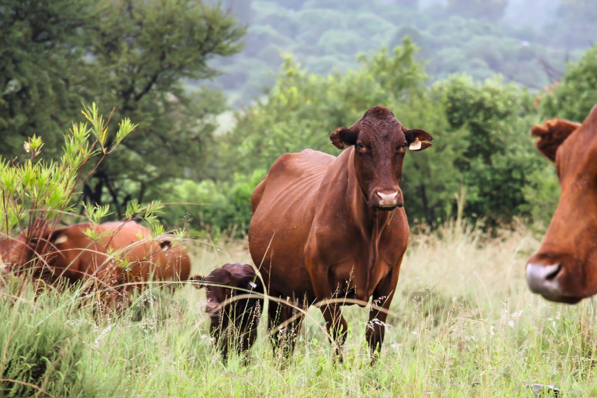 Rinder in Südafrika