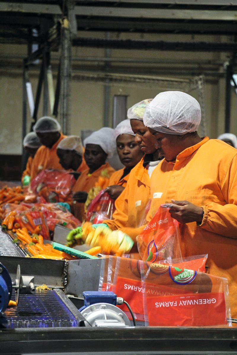 Möhrenproduktion Südafrika