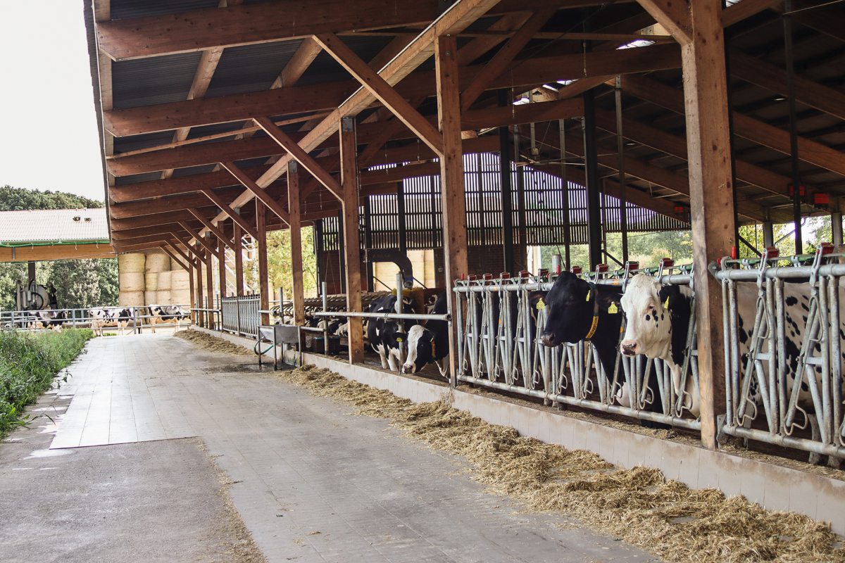 Milchviehstall