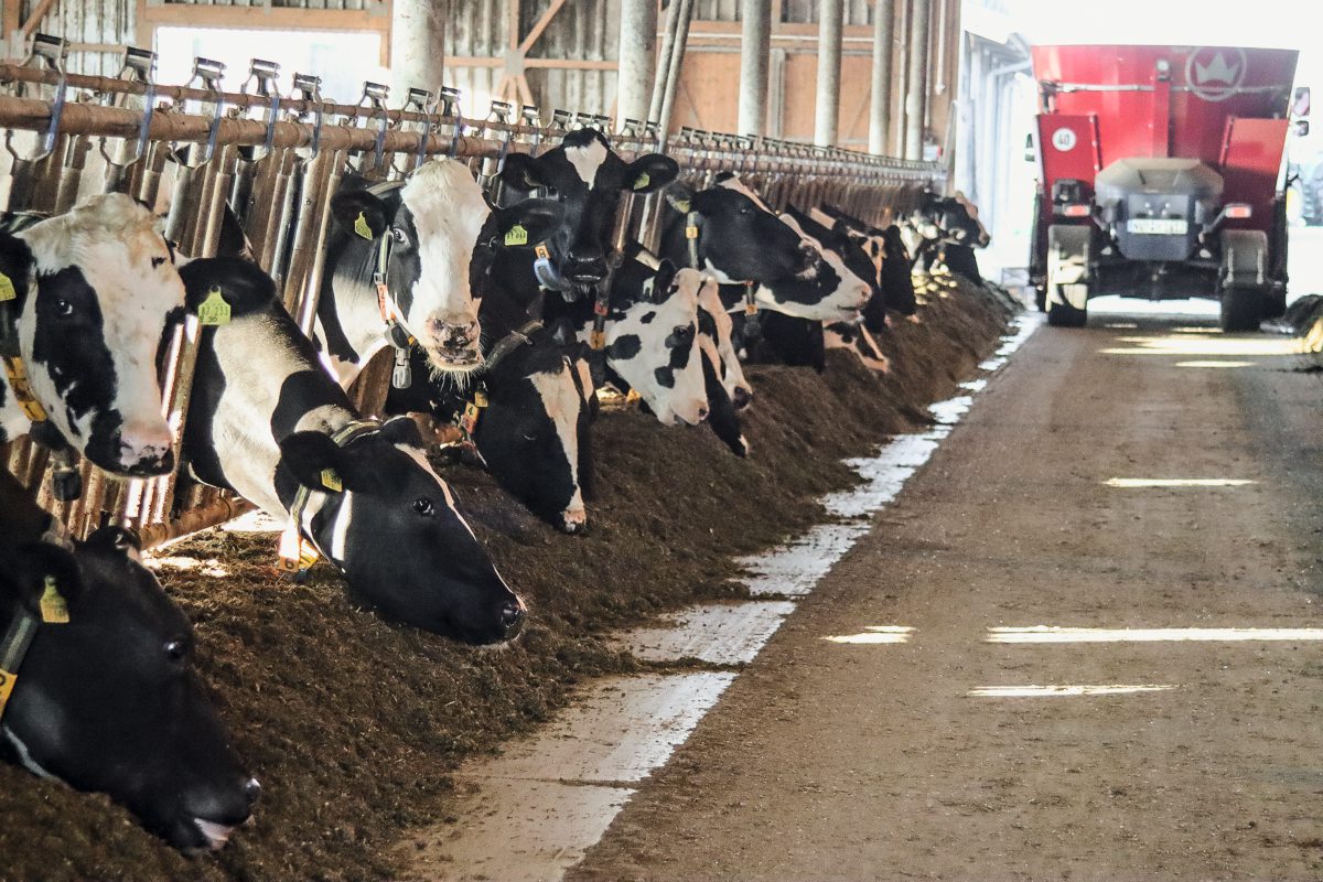 Kühe stehen am Futtertisch, im Hintergrund fährt ein Mischwagen in den Stall