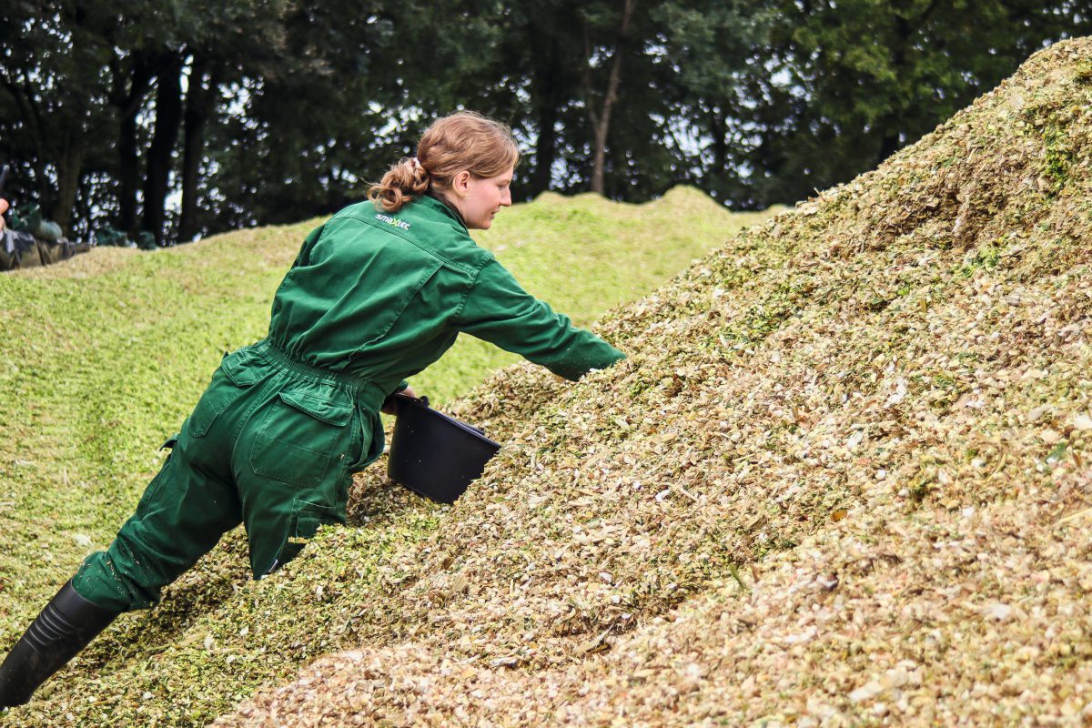 Probennahme von Maissilage aus dem frischen Silohaufen