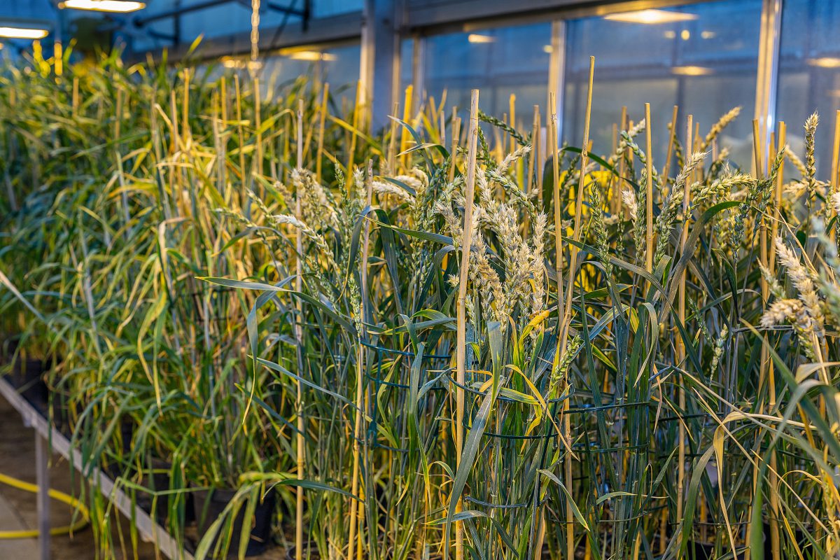 Getreide Rogegen Weizen im Gewächshaus 