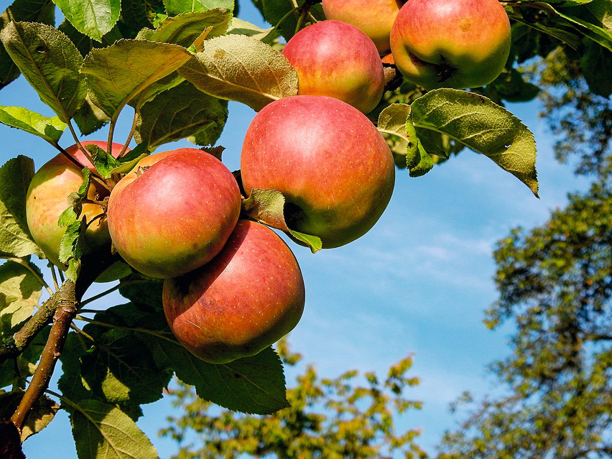Reife Äpfel am Baum