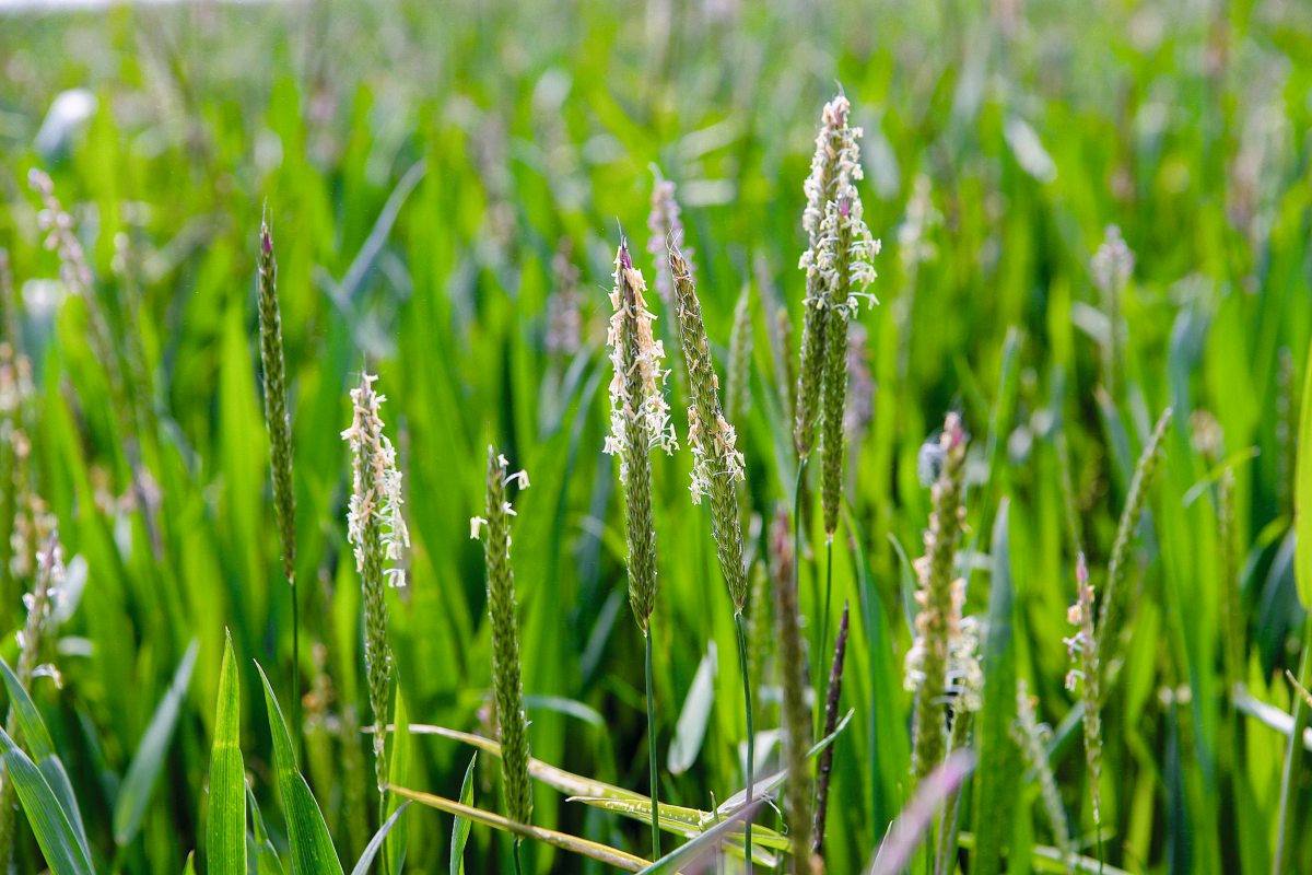 Weizenfeld mit Ackerfuchsschwanz