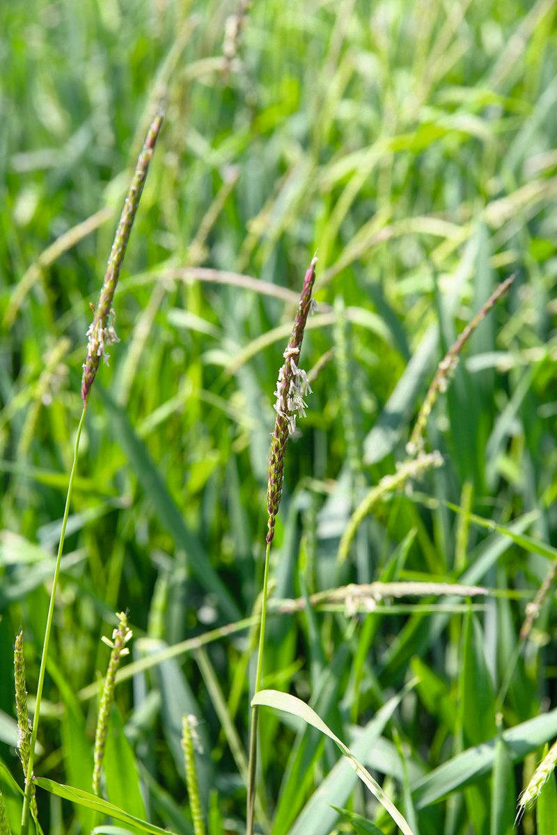 Ackerfuchsschwanz