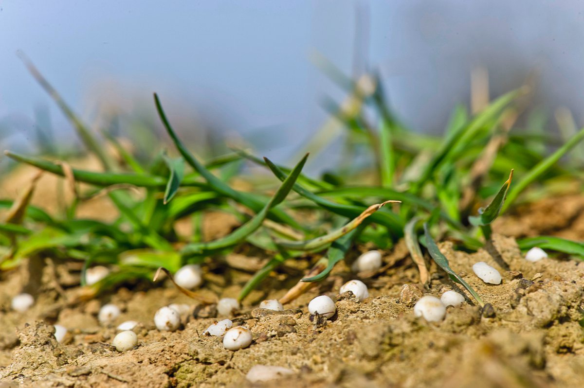 Mineraldünger in der Gerste