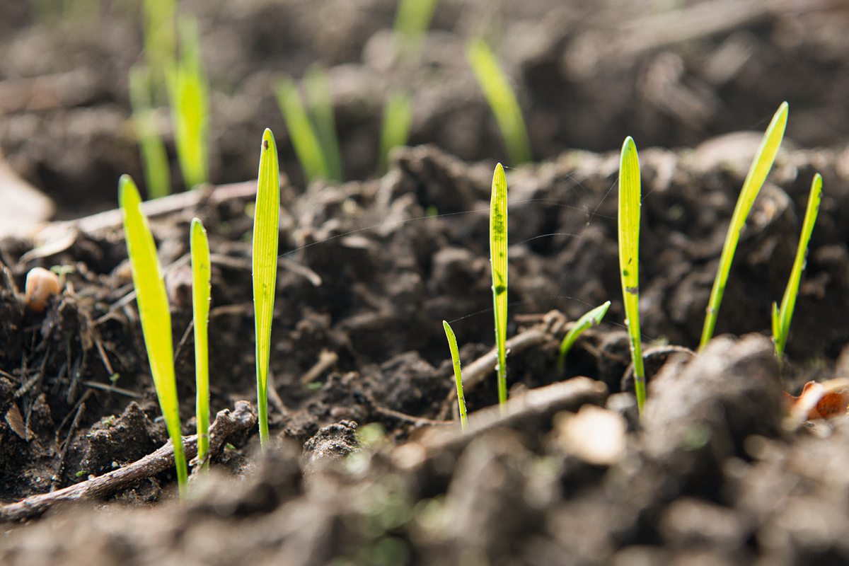 Junge Getreidepflanzen