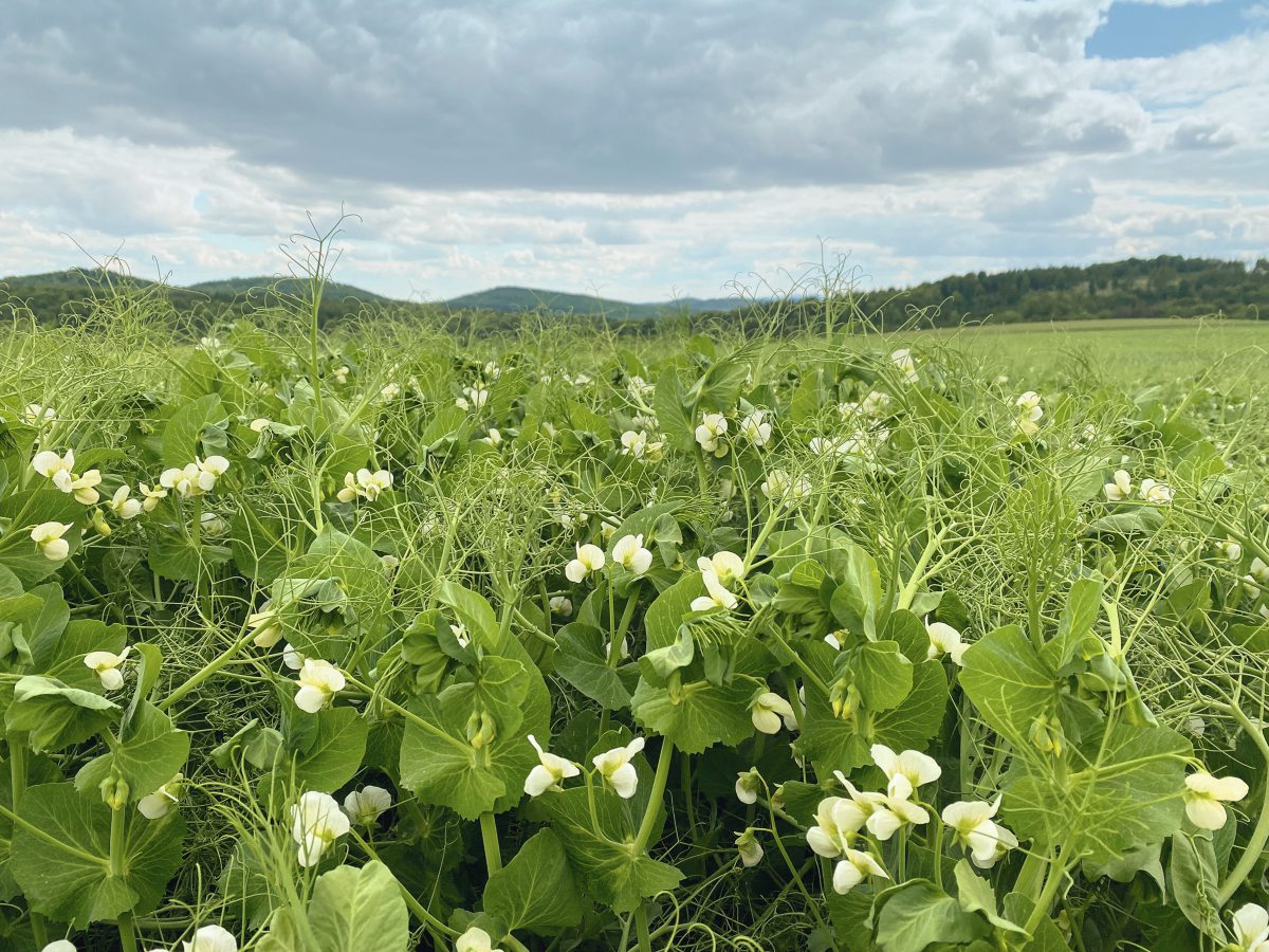 Wintererbsen Bestand