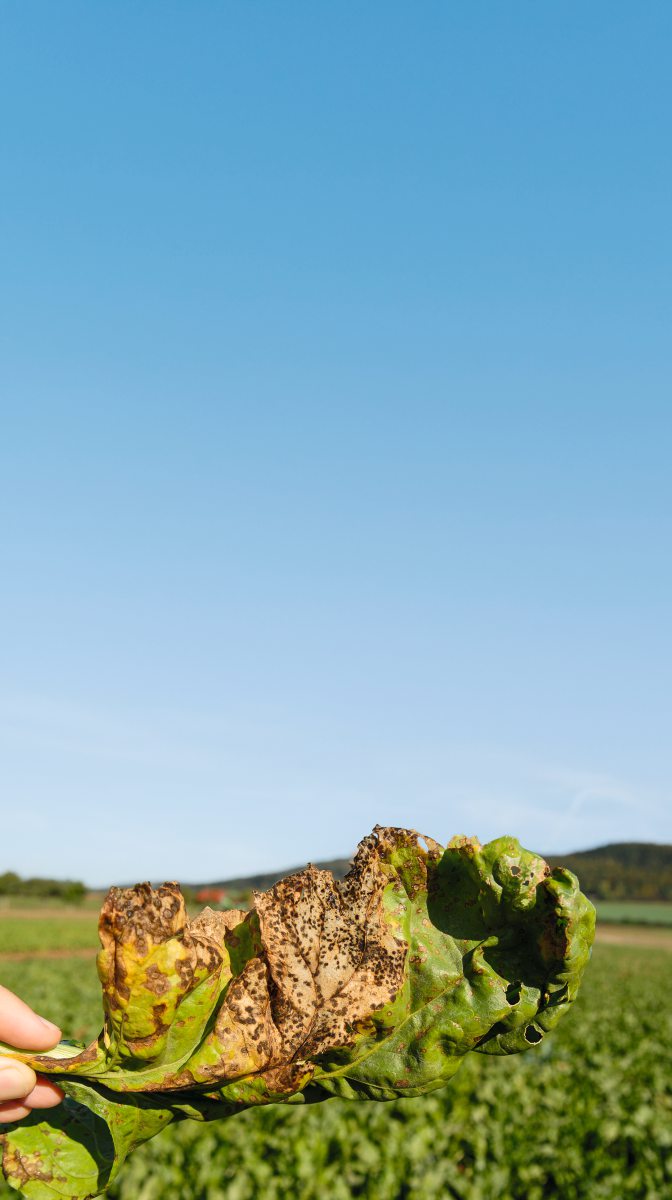 Aufnahme von einem Rübenblatt mit starkem Cercospora- Befall