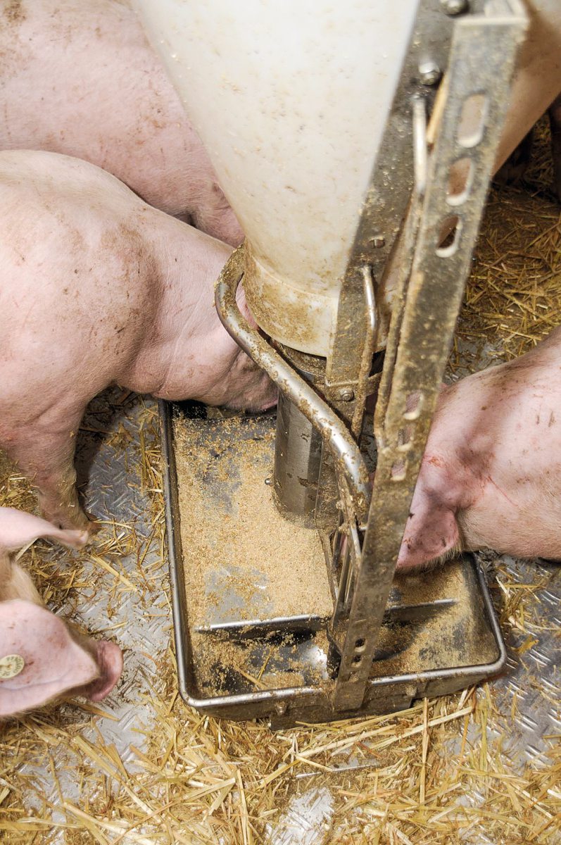 Ferkel am Futtertrog