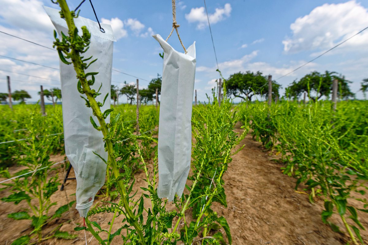 Weiße Plastiktüten schützen Zuckerrübenpflanzen auf einem Versuchsfeld vor der Fremdbefruchtung.