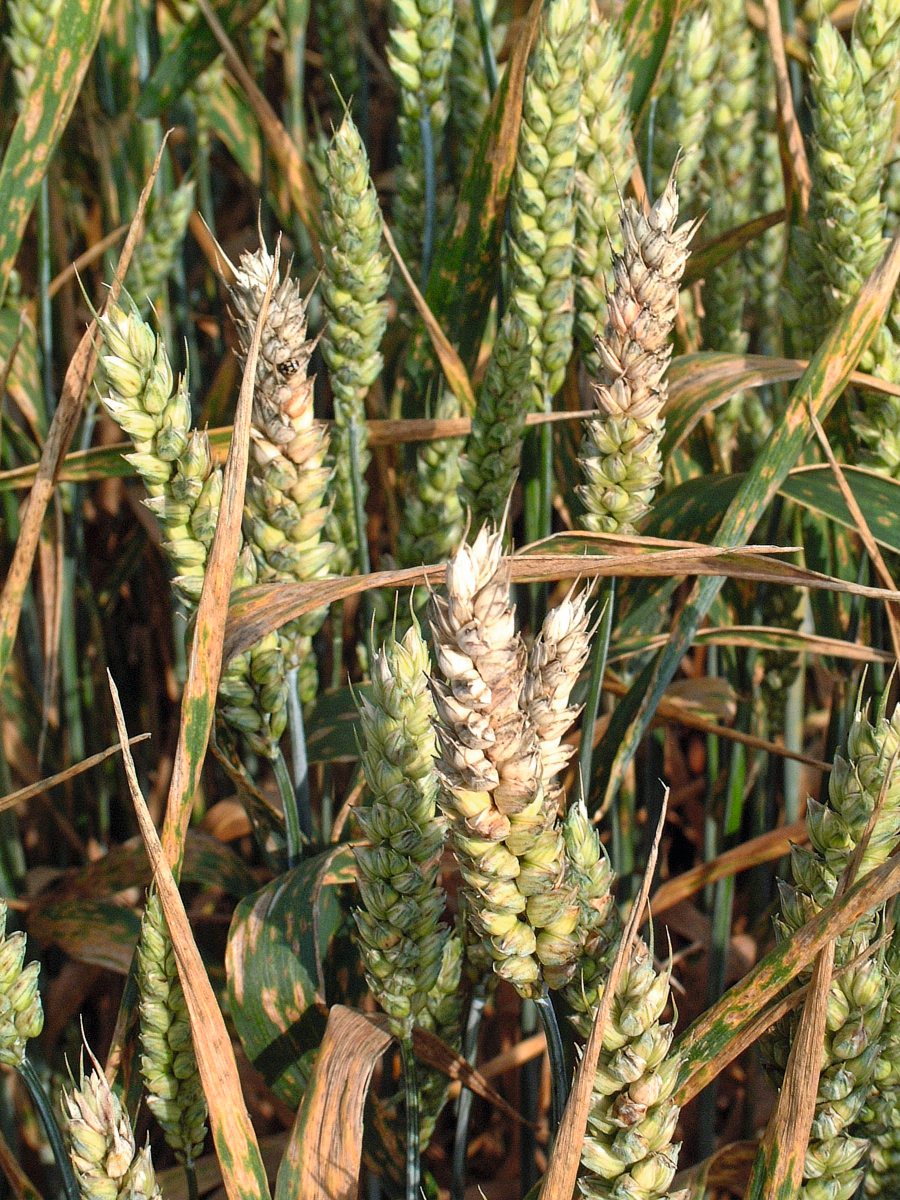 Mit Fusarium befallene Ähren, Winterweizen