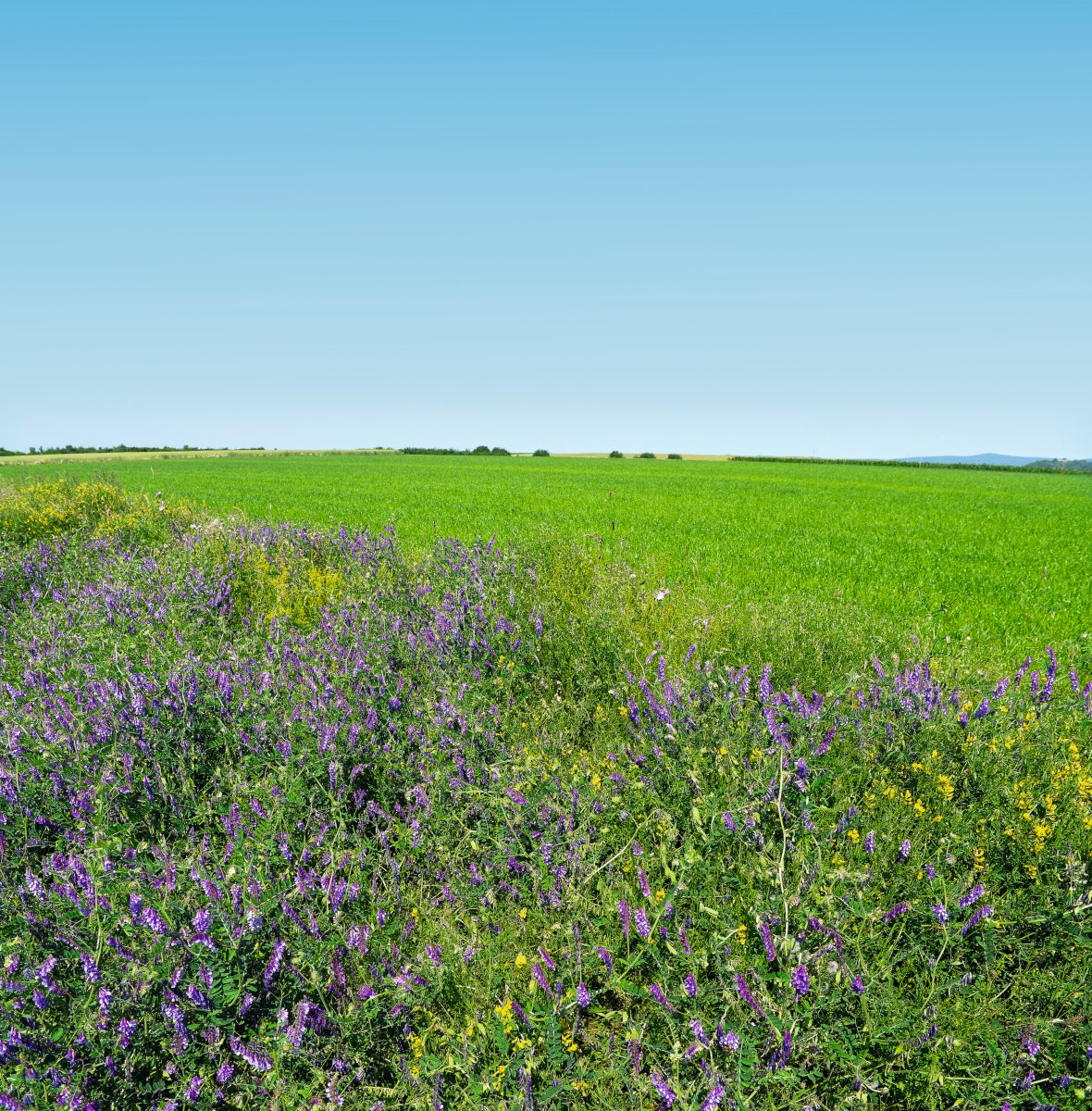 Blühstreifen am Feldrand