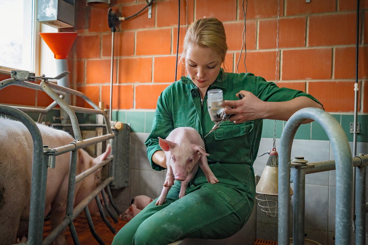 Landwirtin impft ein Ferkel