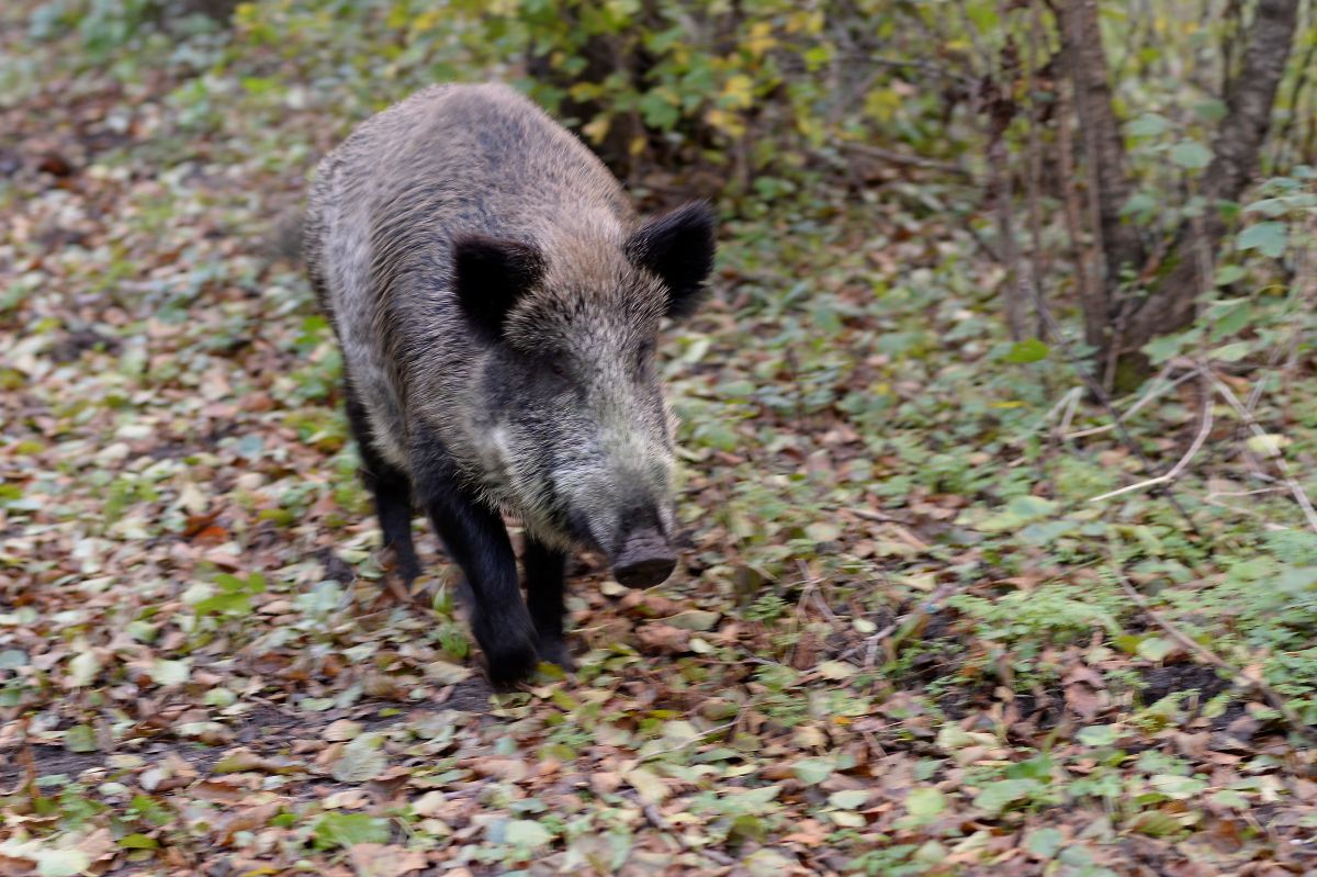 Wildschwein