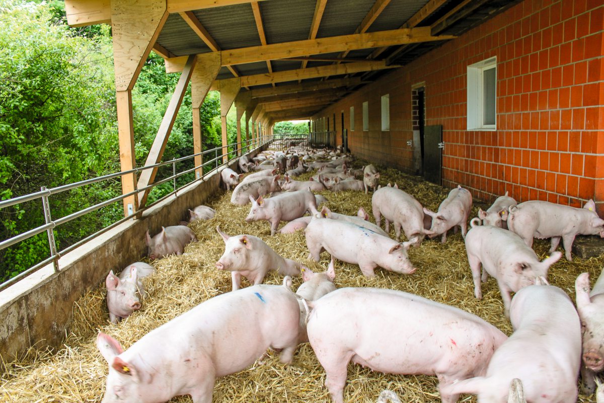 Schweinestall mit Auslauf auf Stroh