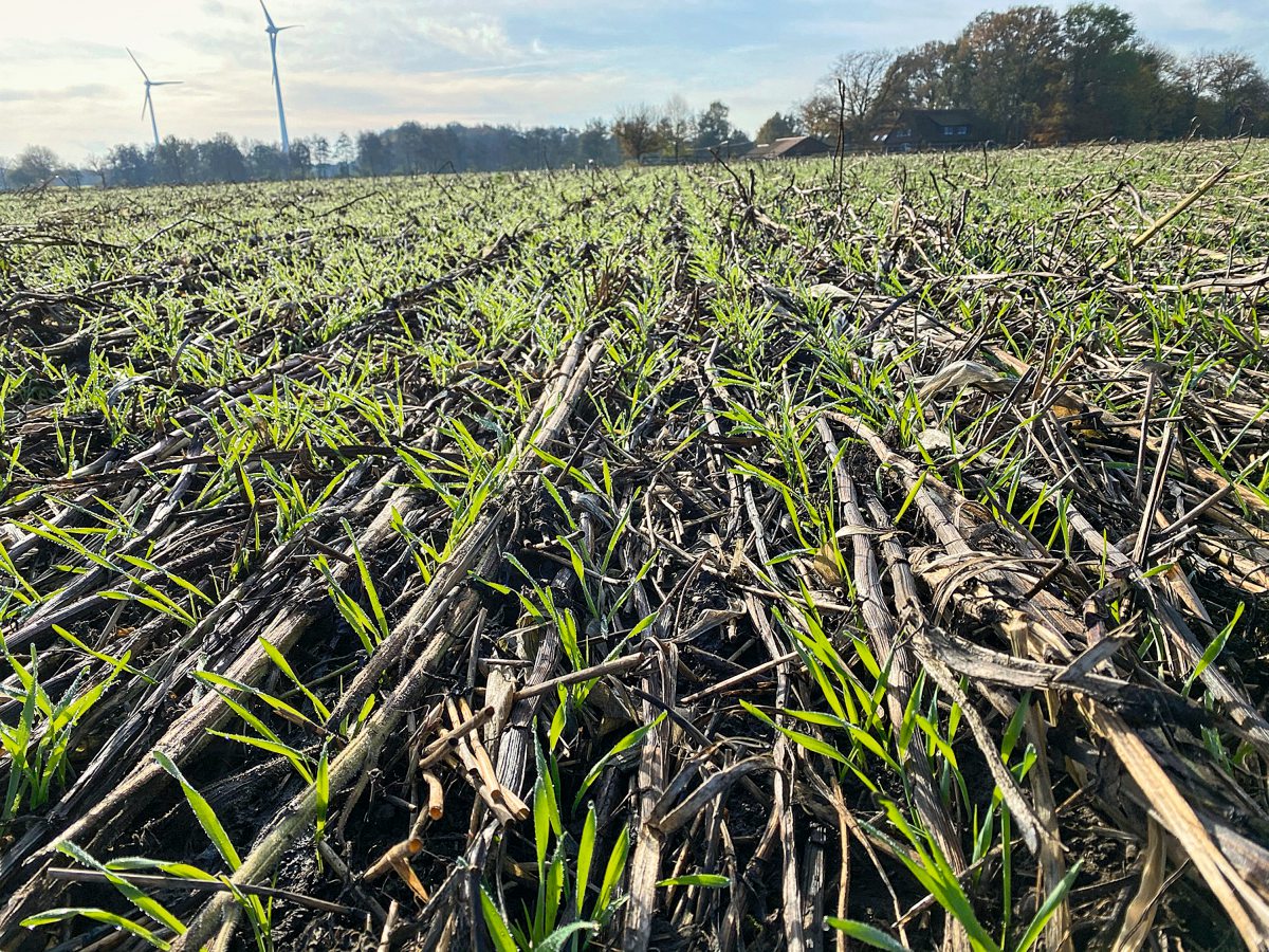 Sommerzwischenfrüchte