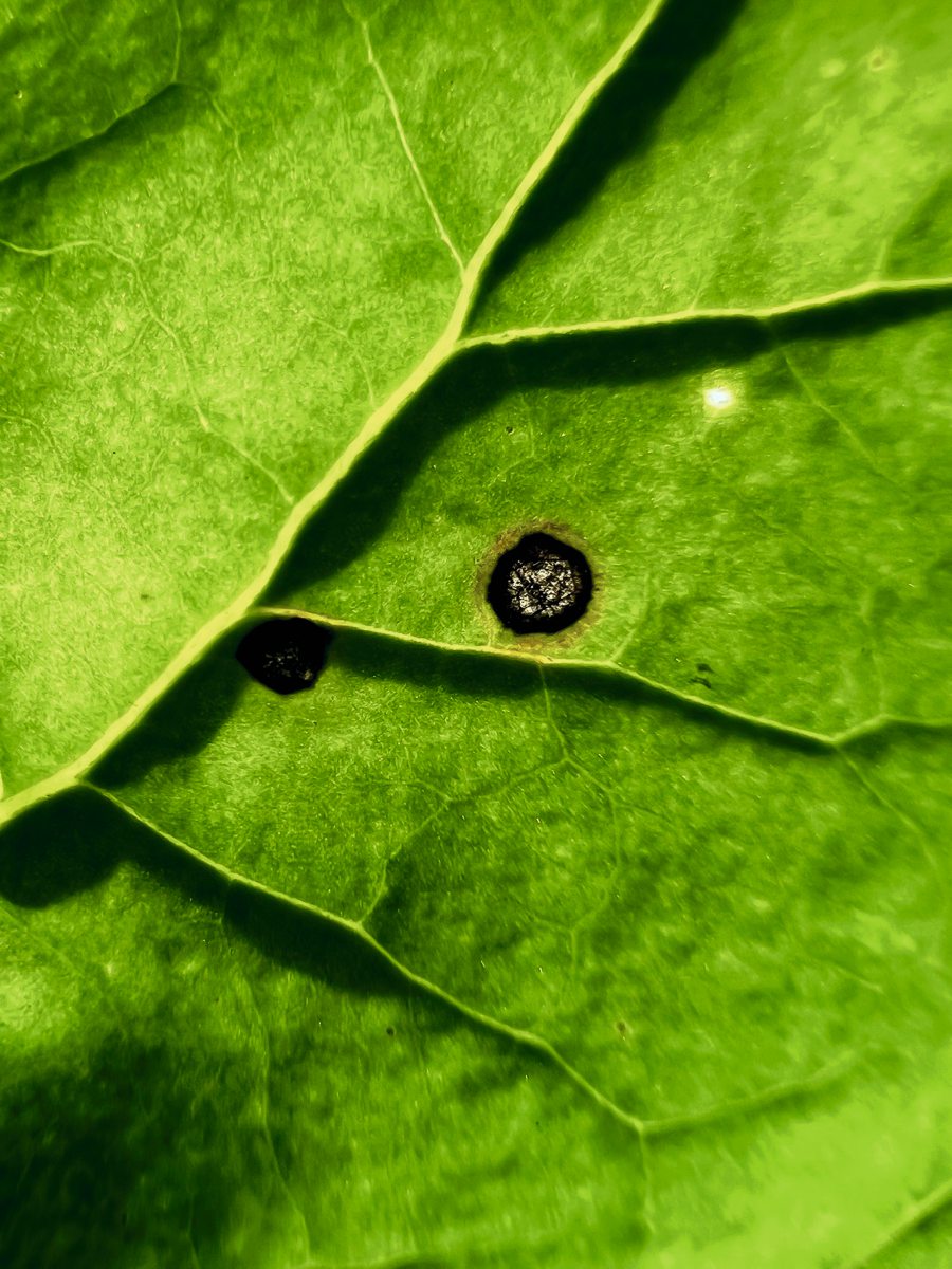 Cercospora