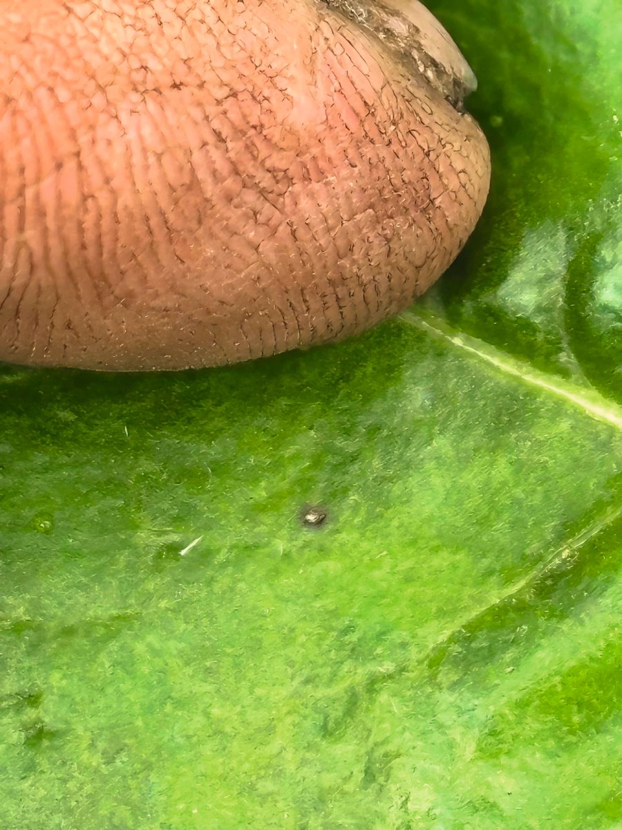 Cercospora