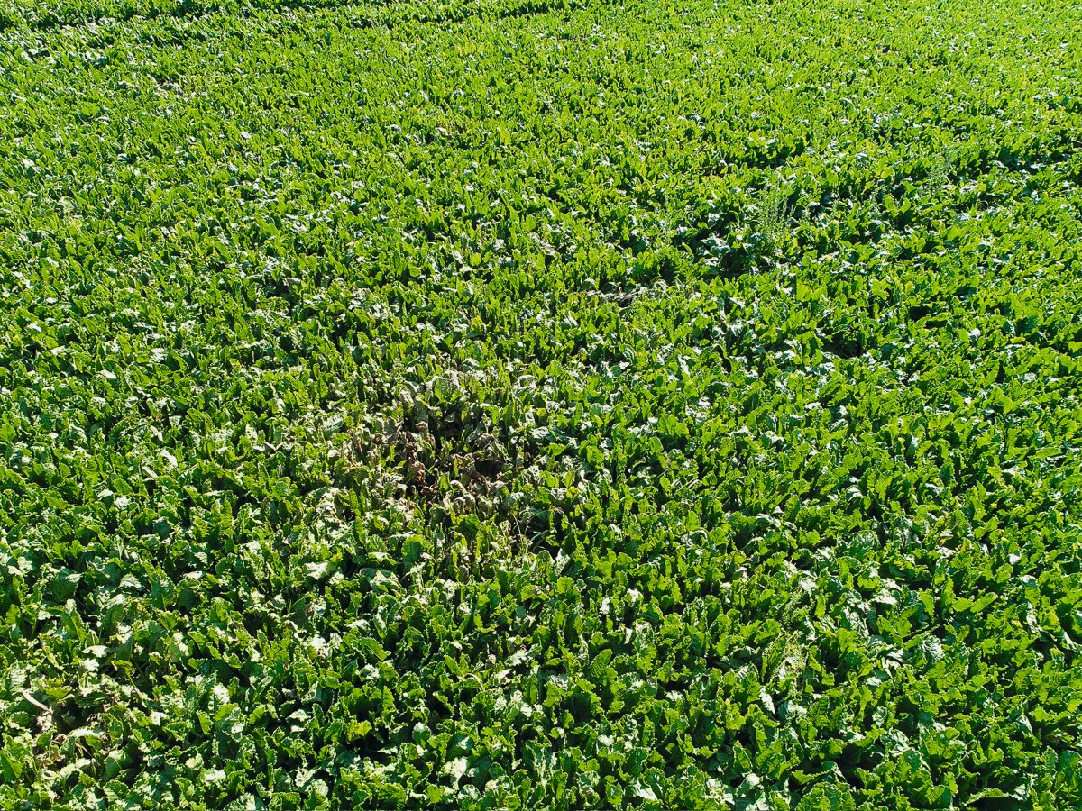 Cercospora