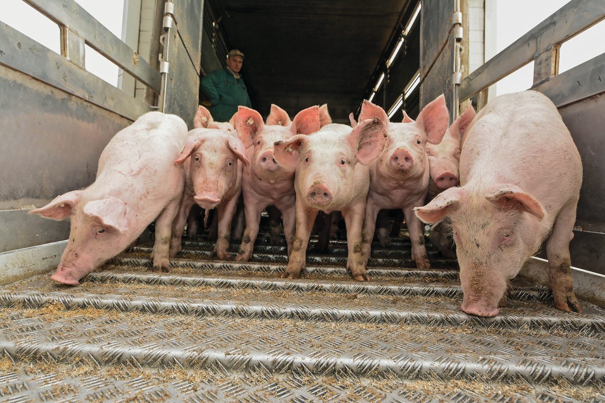 Schweine laufen von der Rampe eines Transporters