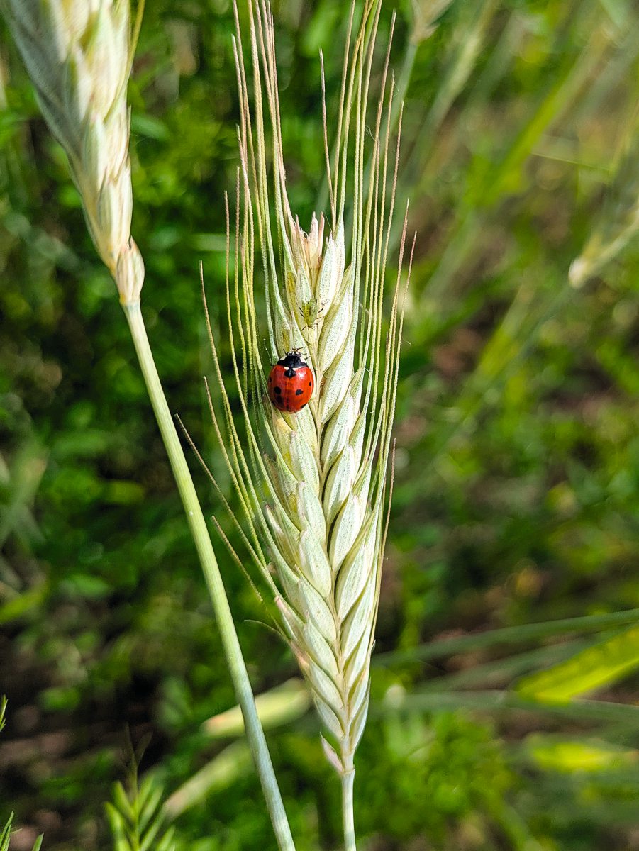 Marienkäfer auf einer Triticale-Pflanze