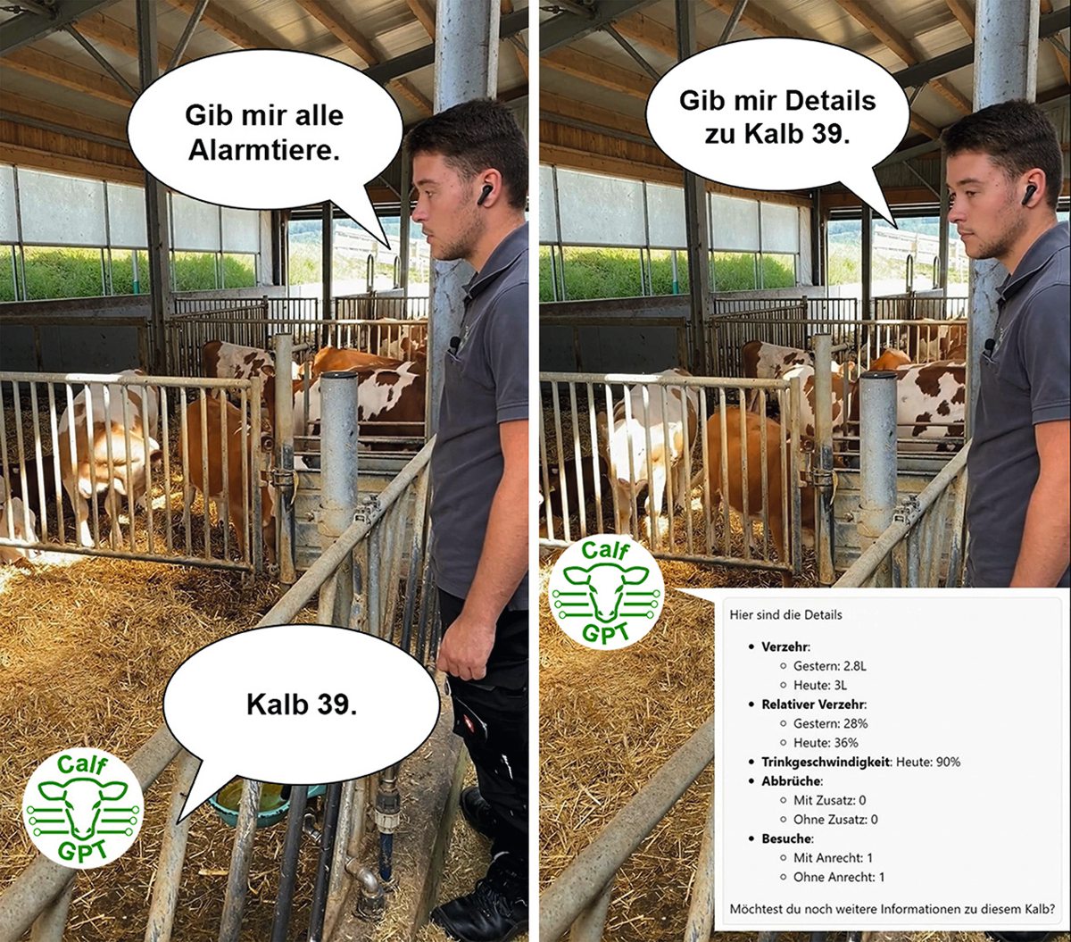 Landwirt im Kälberstall spricht mit der Anwendung CalfGPT