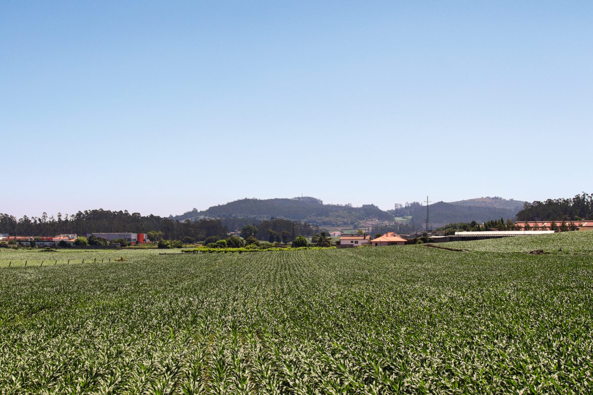 Landschaftsbild Milcherzeugung Portugal
