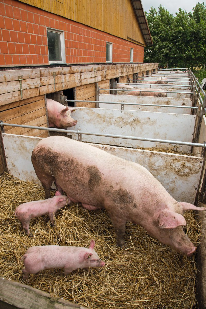 Sau mit Ferkeln auf Stroh im Biobetrieb
